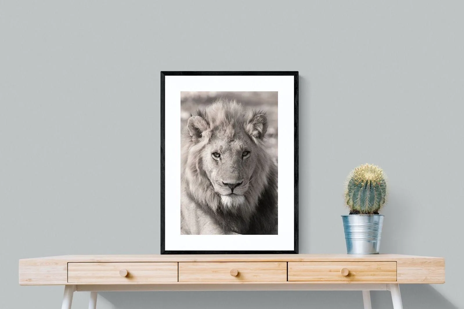 Lion Eyes